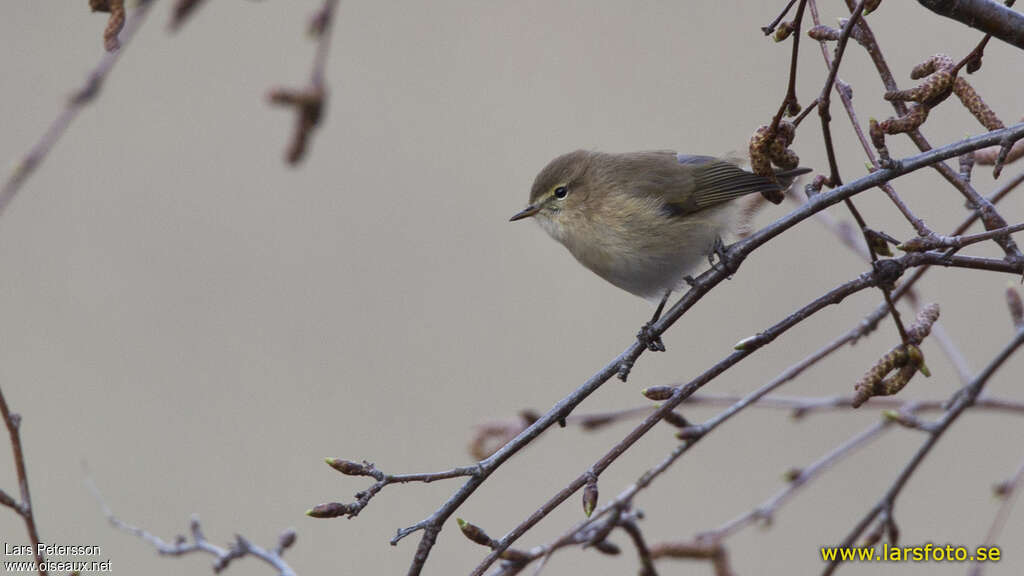 Mountain Chiffchaffadult, close-up portrait