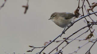 Mountain Chiffchaff