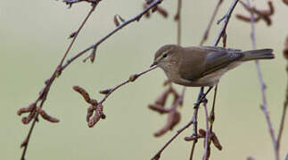 Mountain Chiffchaff