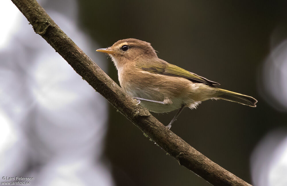 Brown Woodland Warbler