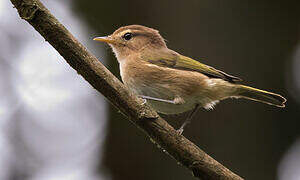 Brown Woodland Warbler