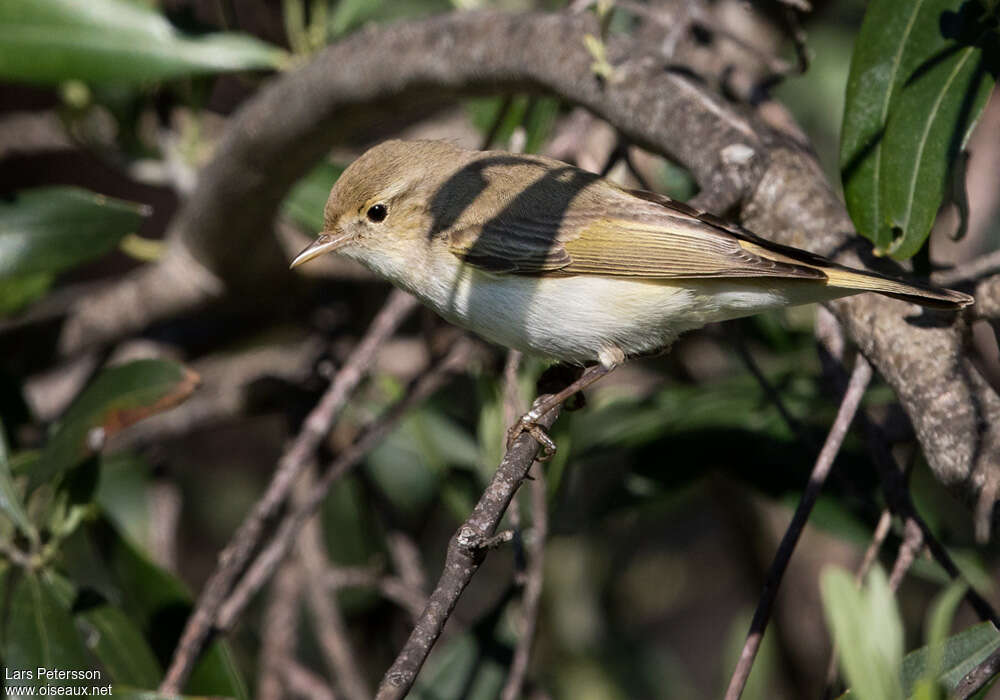 Eastern Bonelli's Warbleradult, close-up portrait