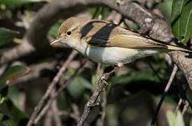 Eastern Bonelli's Warbler