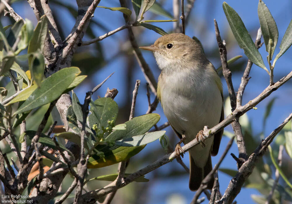 Eastern Bonelli's Warbler, habitat, pigmentation