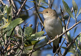 Eastern Bonelli's Warbler