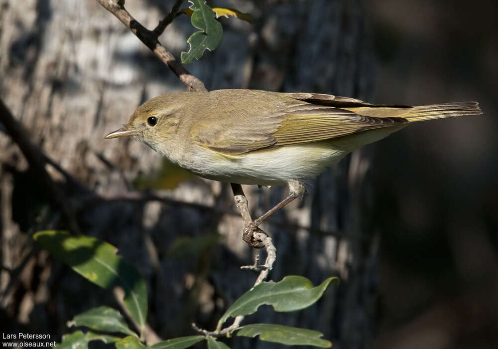 Pouillot orientaladulte, identification