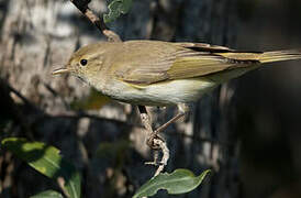 Eastern Bonelli's Warbler