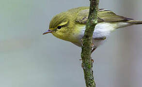 Wood Warbler