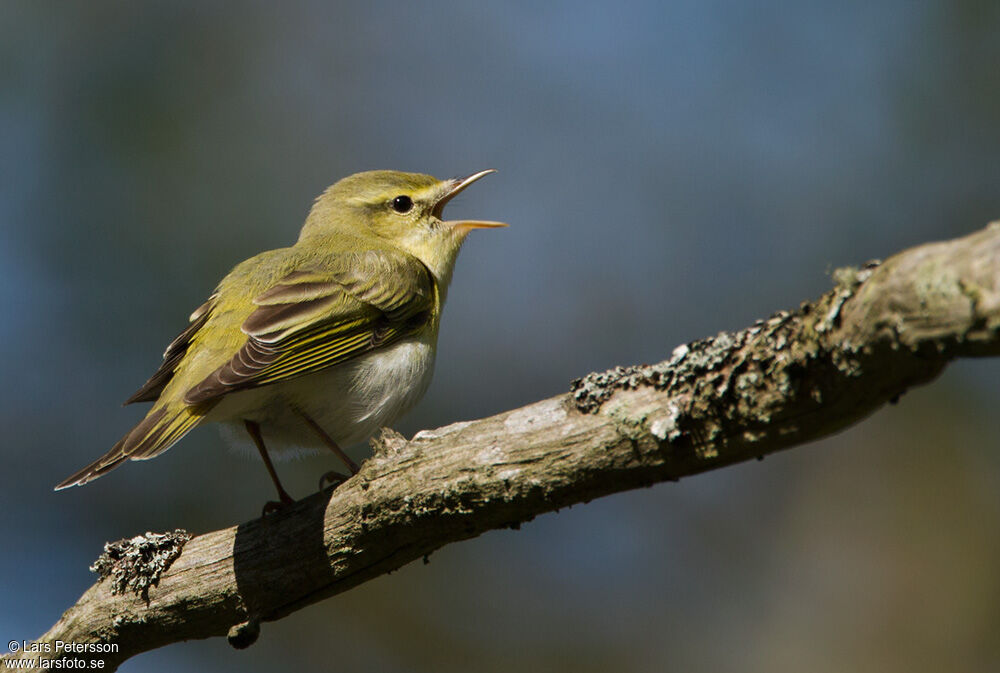 Wood Warbler