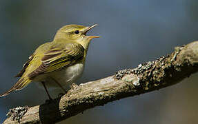 Wood Warbler