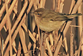 Common Chiffchaff