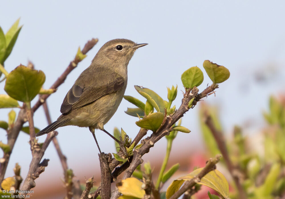 Common Chiffchaff