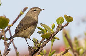 Common Chiffchaff