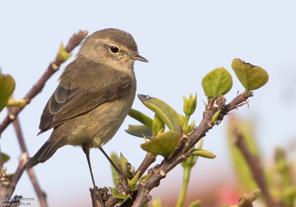 Common Chiffchaff