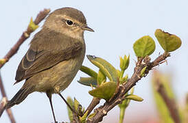 Common Chiffchaff