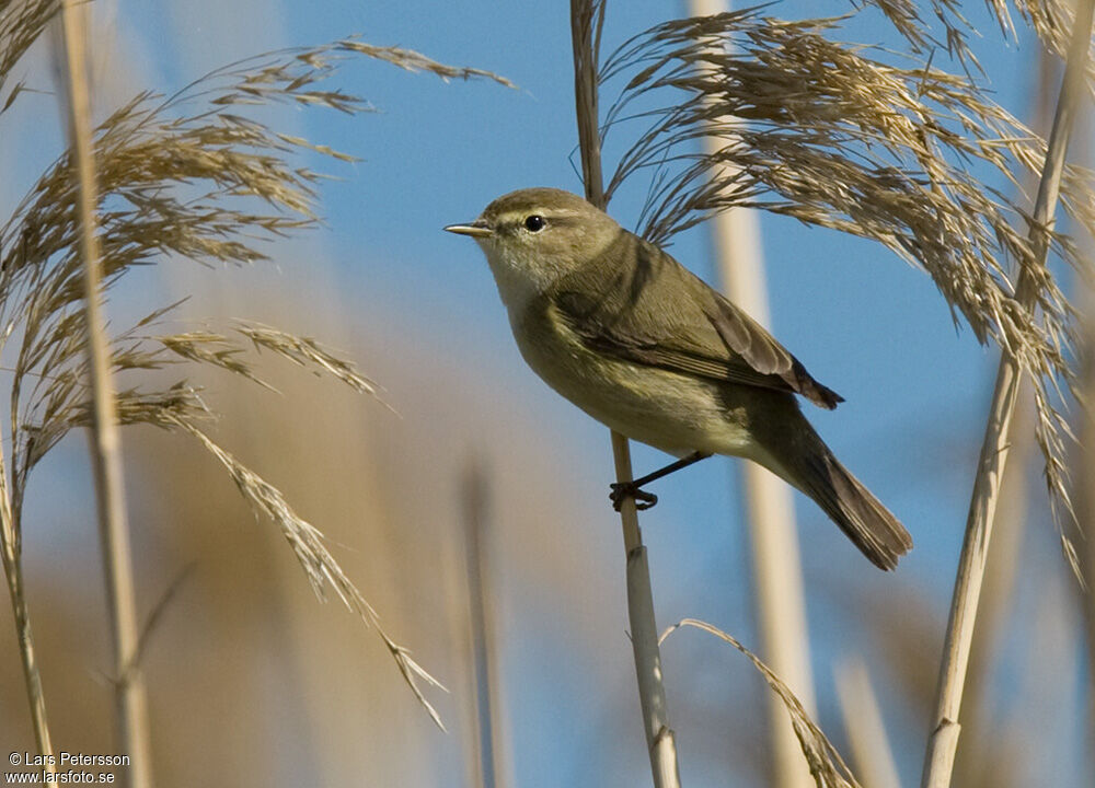 Pouillot véloce