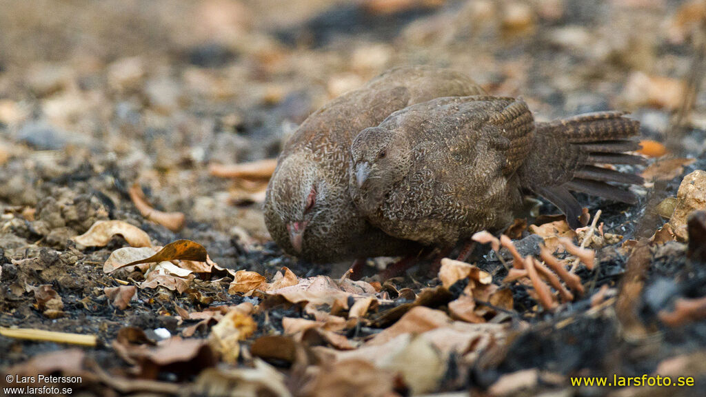 Stone Partridge