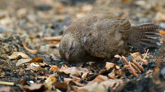 Stone Partridge