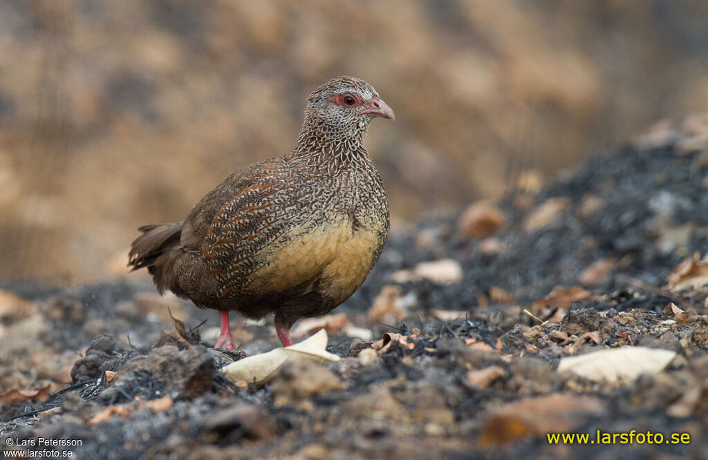 Stone Partridge