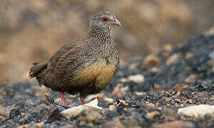 Stone Partridge