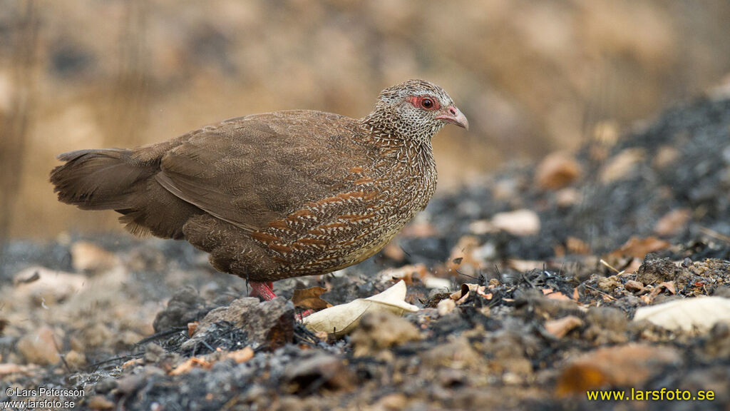 Poulette de roche