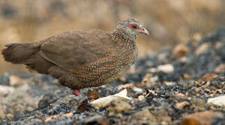 Stone Partridge