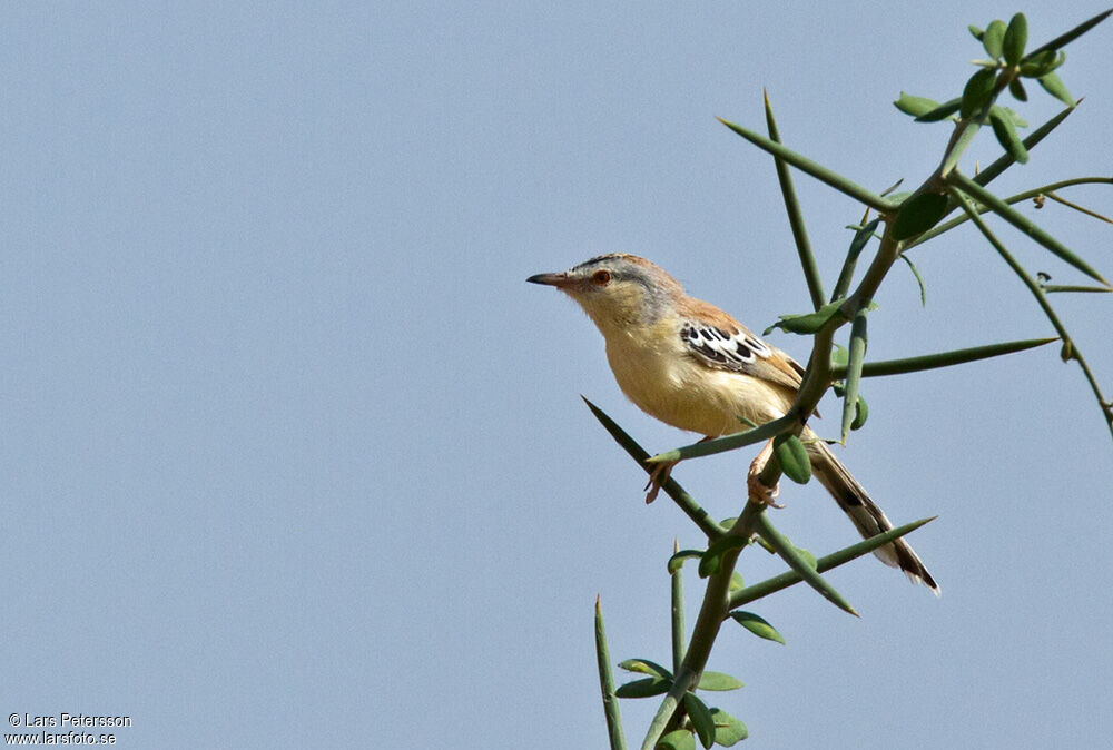 Cricket Warbler