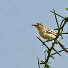 Prinia à front écailleux