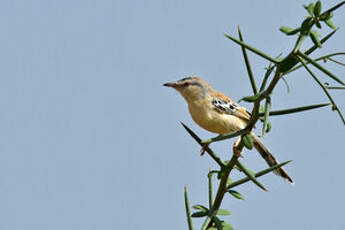 Prinia à front écailleux