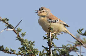 Cricket Warbler