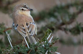 Cricket Warbler