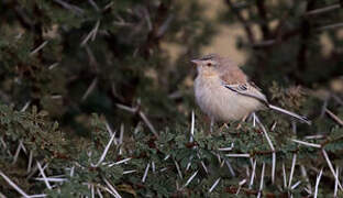 Cricket Warbler