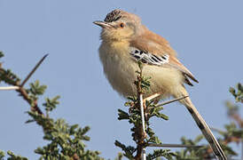 Cricket Warbler