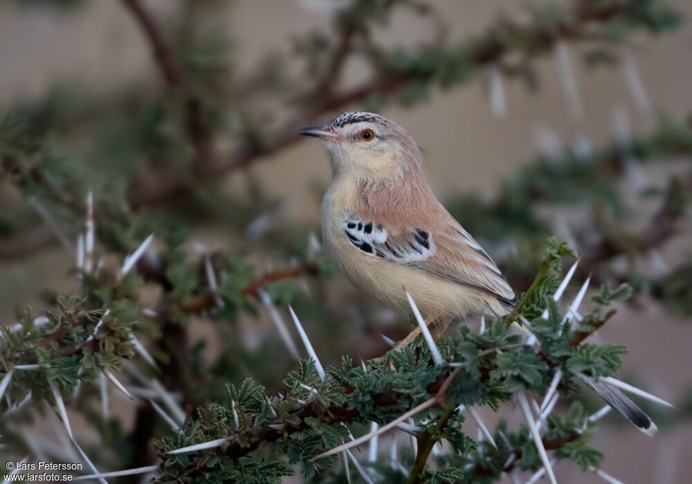 Cricket Warbler