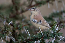 Cricket Warbler