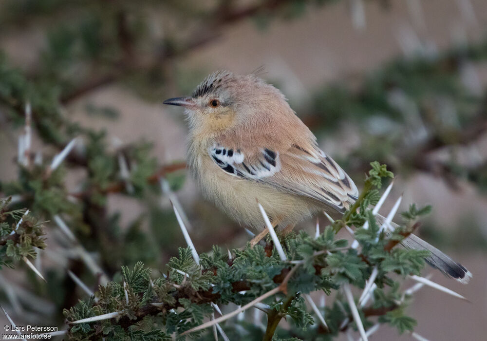 Cricket Warbler