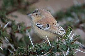 Cricket Warbler