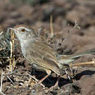 Prinia à front roux