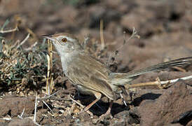 Prinia à front roux