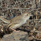Prinia à front roux