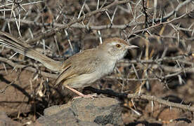 Prinia à front roux