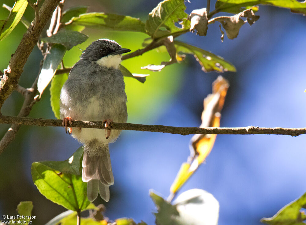 White-chinned Prinia