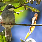 Prinia à gorge blanche