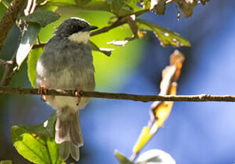 Prinia à gorge blanche