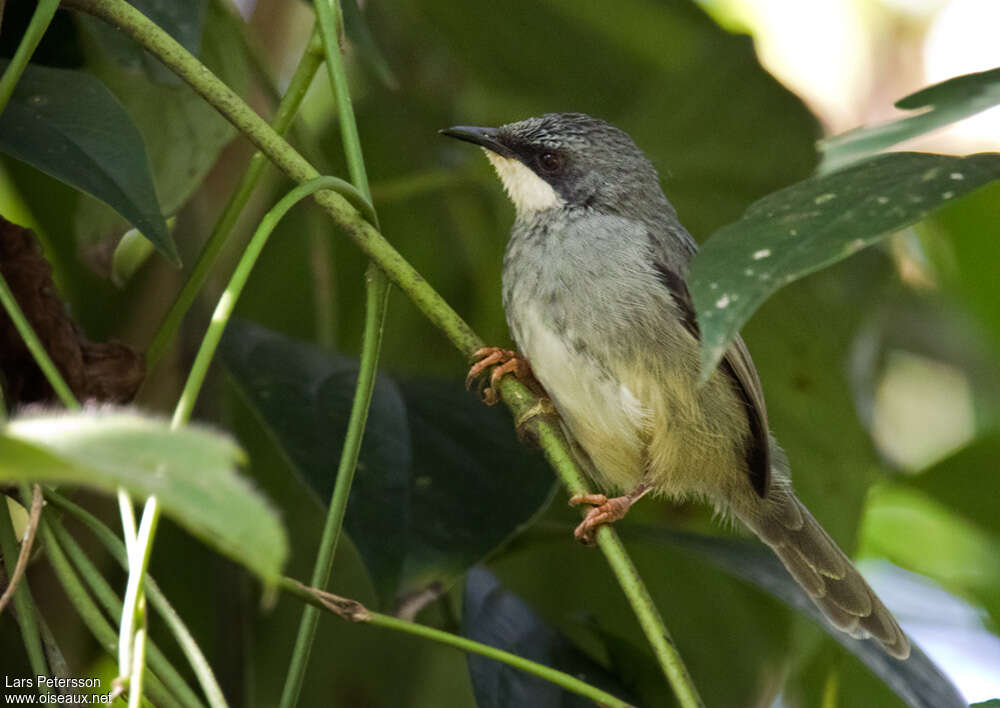 White-chinned Priniaadult