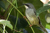 Prinia à gorge blanche