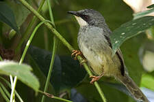 Prinia à gorge blanche