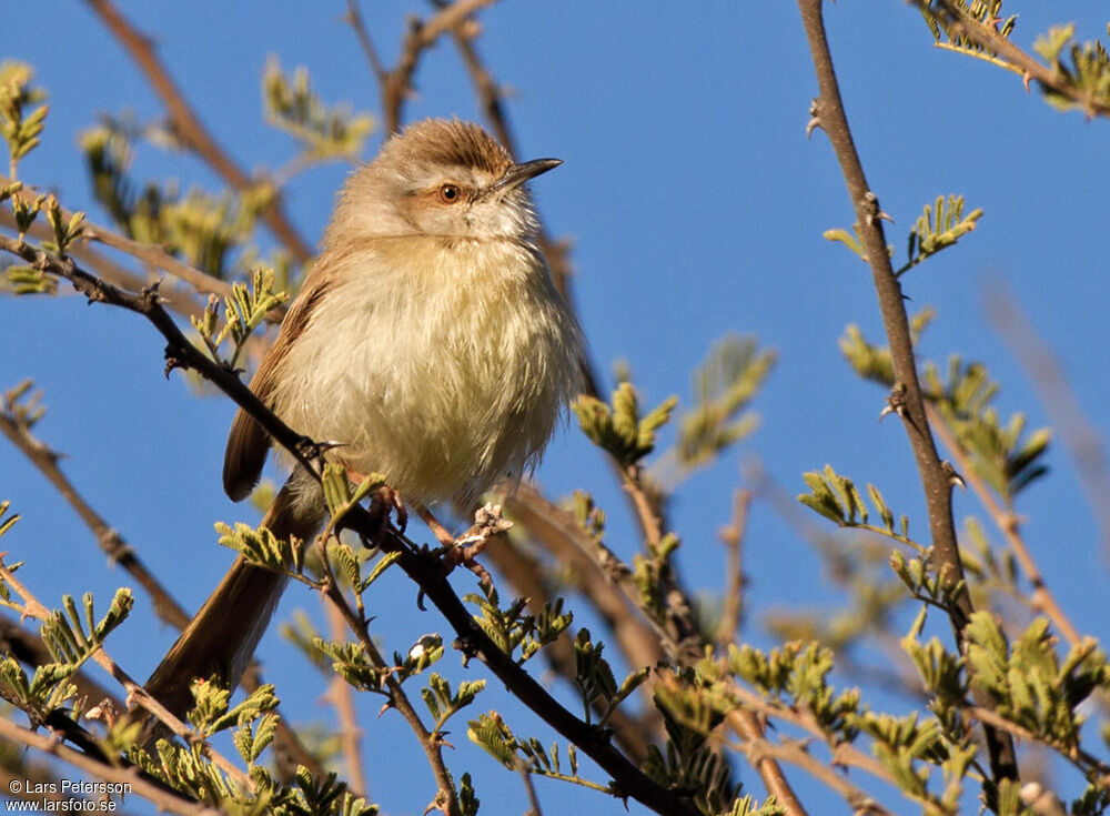 Prinia à plastron