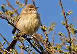 Prinia à plastron