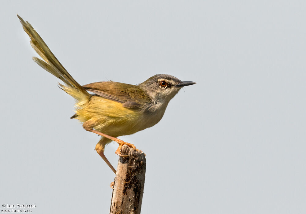 Yellow-bellied Prinia